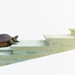 moving turtle wants to climb on the stairs concept composition